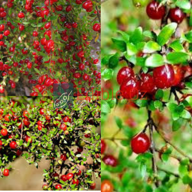 Prickly Currant Bush - Coprosma quadrifida (Morr) seeds