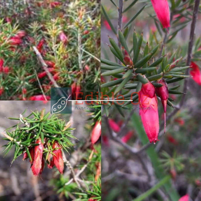 Flame Heath - Stenanthera conostephioides (Astroloma) seeds