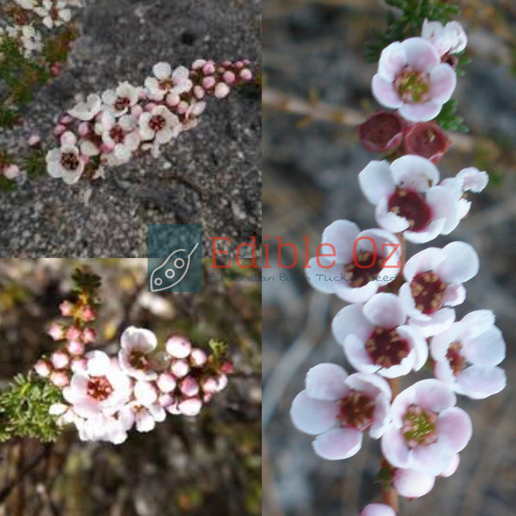 KURREN 'CAMPHOR MYRTLE (Babingtonia camphorosmae) seeds Edible Oz