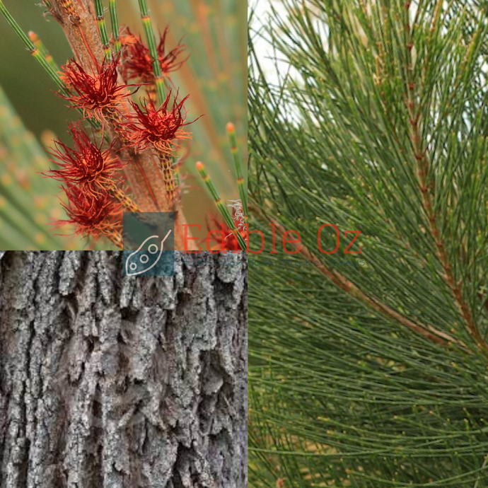 Black sheoak - Allocasuarina littoralis (Kwel) seeds
