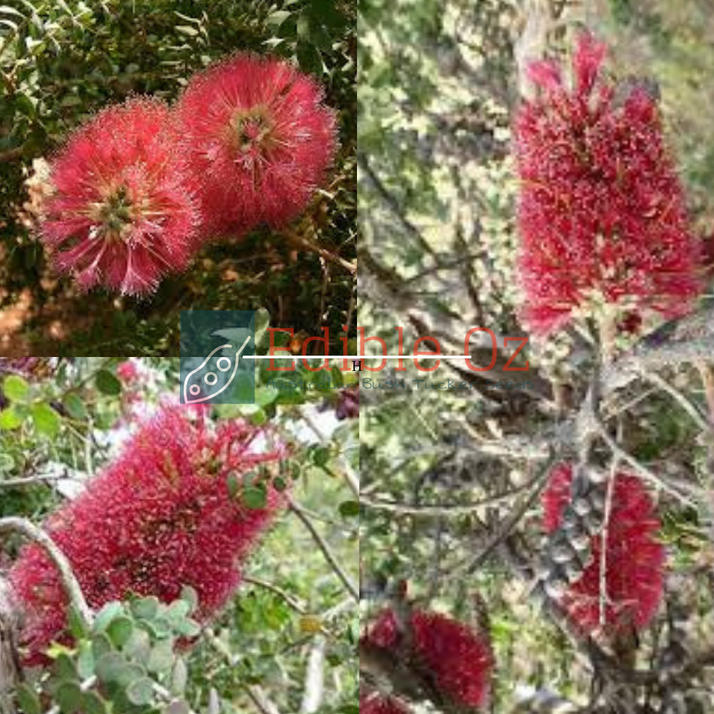 Granite Honey Myrtle Melaleuca elliptica (Gnow) seeds Edible Oz