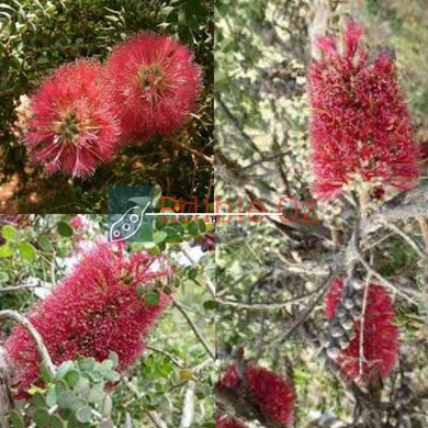 'GNOW' GRANITE HONEY MYRTLE (Melaleuca elliptica) Seeds