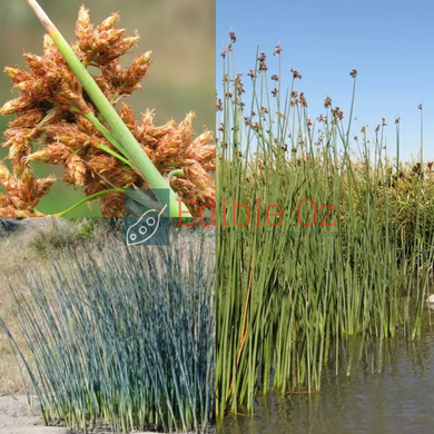 Soft Stem Bulrush - Schoenoplectus validus (Lake club bulrush) seeds