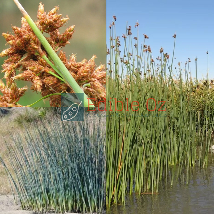 Soft Stem Bulrush - Schoenoplectus validus (Lake club bulrush) seeds