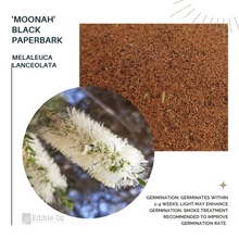 Black Paperbark / Rottnest Island Tea-Tree - Melaleuca lanceolata (Moonah) seeds