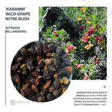 'KARAMBI' WILD GRAPE - NITRE BUSH (Nitraria billardierei) Seeds