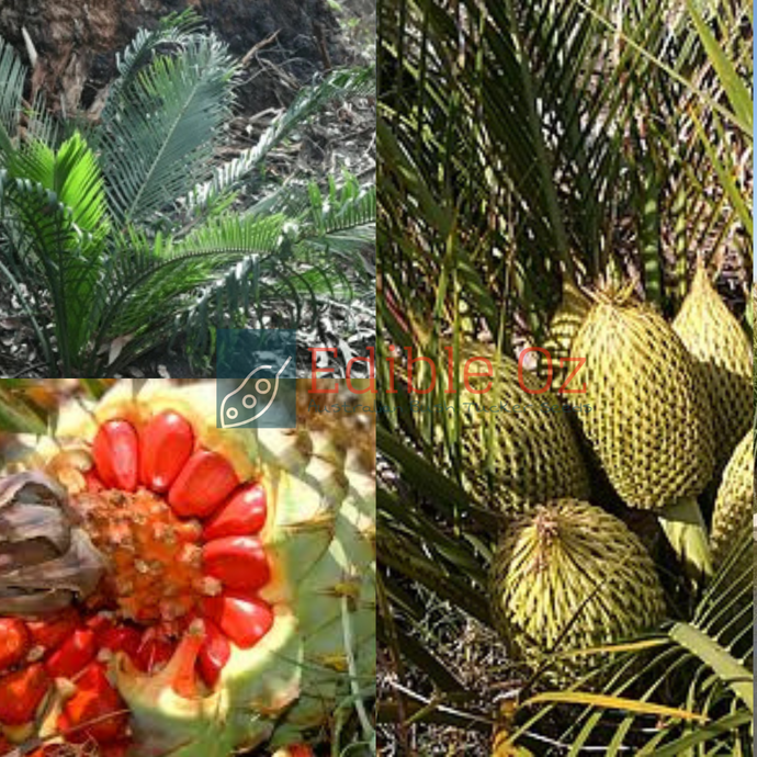 Burrawong / Zamia Palm - Macrozamia riedlei (Djirdji) seeds
