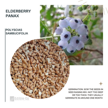 Elderberry Panax / Small Basswood - Polyscias sambucifolia (Native panax) seeds