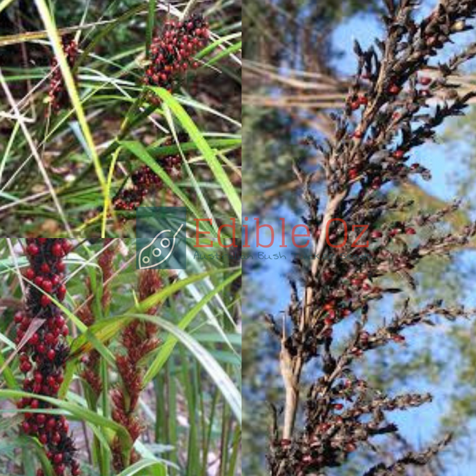 Red-Fruit Saw Sedge (Gahnia sieberiana) seeds