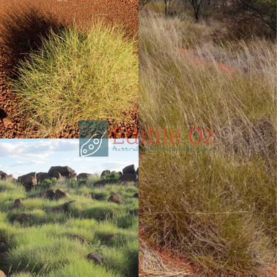 Hummock Grass / Soft Spinifex - Triodia pungens (Tjinalpa) seeds