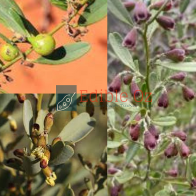 Pebble Bush / Nut Bush - Stylobasium spathulatum (Kuparta) seed