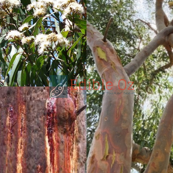 Smooth-Barked Apple Gum - Angophora costata (Kajimbourra) seeds