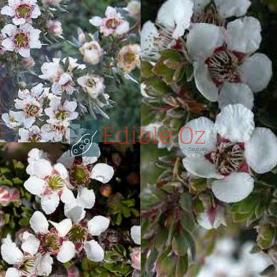 WOOLLY TEA-TREE (Leptospermum lanigerum) Seeds