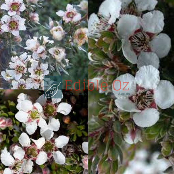 Woolly Tea-Yree (Leptospermum lanigerum) seeds