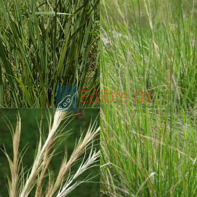 Native Wheat Grass - Anthosachne scabra (Common wheat grass) seeds