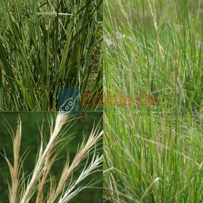 Native Wheat Grass - Anthosachne scabra (Common wheat grass) seeds
