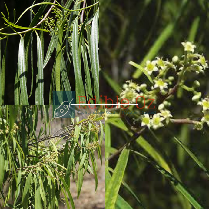 Australian Willow - Geijera parviflora (Wilga) seeds