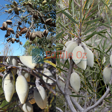 Sandplain Woody Pear (Xylomelum angustifolium) seeds