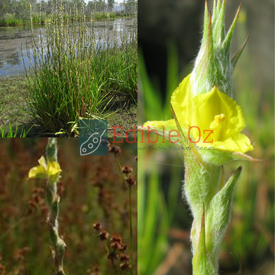 Woolly Frogsmouth - Philydrum lanuginosum (Woolly waterlillies) seeds