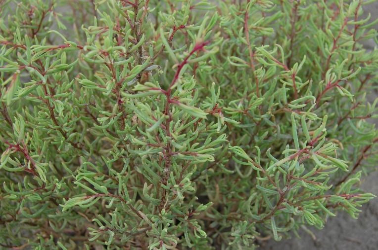 AUSTRAL SEABLITE (Suaeda australis) Seeds Edible Oz