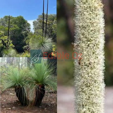 Grass Tree - Xanthorrhoea Preissii (Balga) seeds