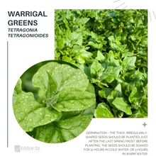 Warrigal Greens - Tetragonia tetragonioides (Sea spinach) seeds