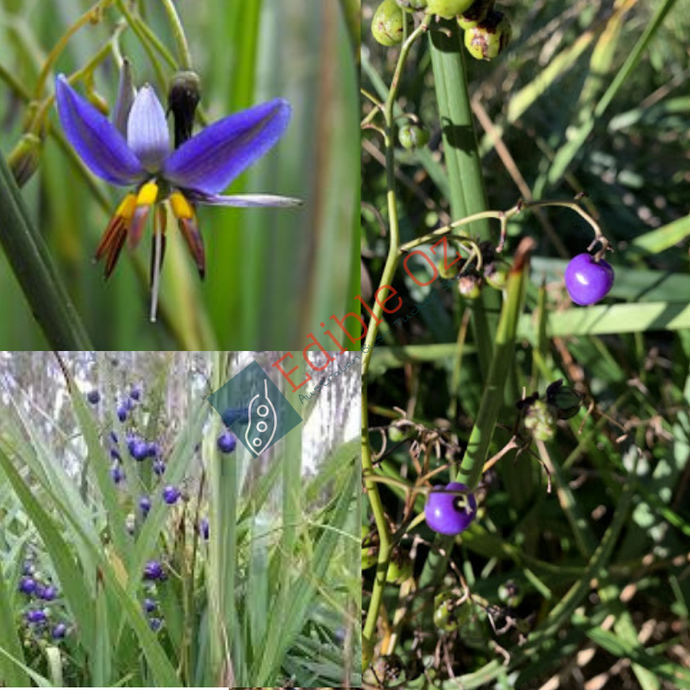 Black Anther Flax Lily - Dianella revoluta (Murmbal) seeds