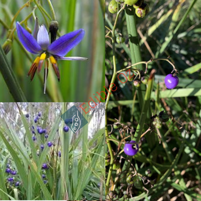 'MURMBAL' BLACK ANTHER FLAX-LILY (Dianella revoluta) Seeds