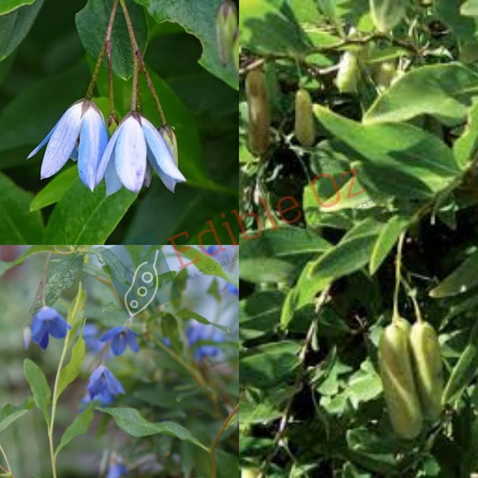 Bluebell Creeper - Billardiera heterophylla (Gumug) seeds