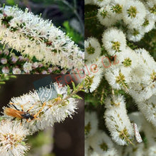 Bracelet Honey-Myrtle - Melaleuca armillaris (Bracelet bottlebrush) Seeds