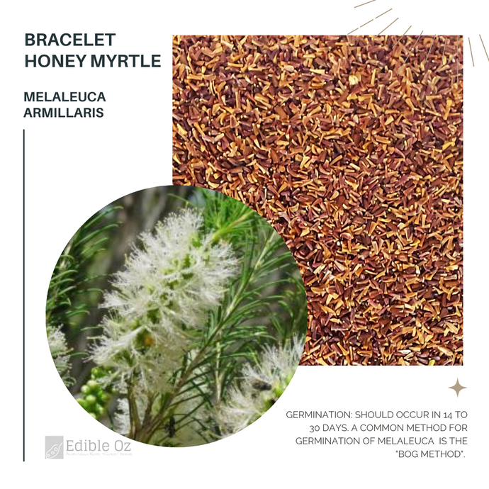 Bracelet Honey-Myrtle - Melaleuca armillaris (Bracelet bottlebrush) Seeds