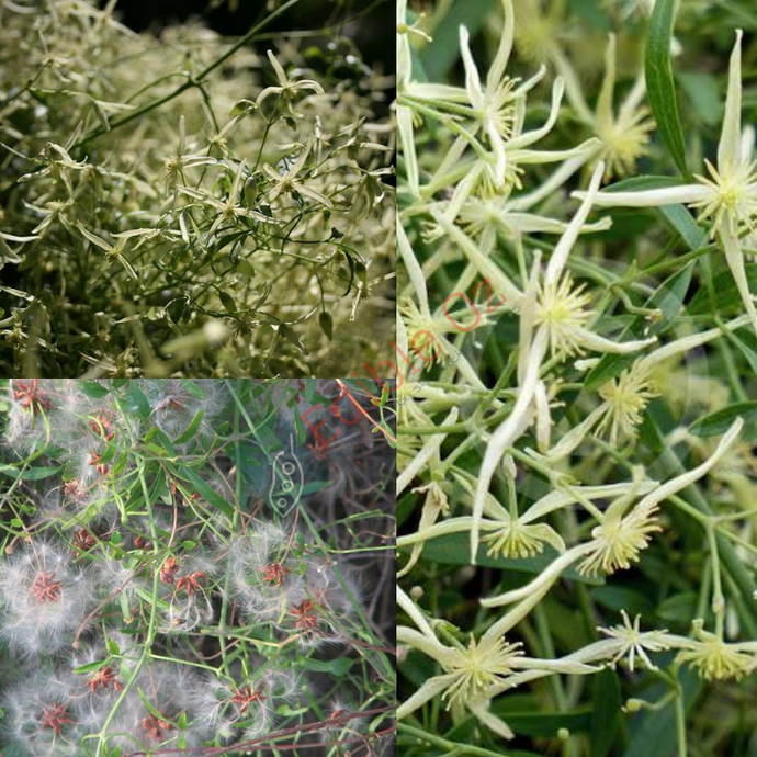 Small Leaved Clematis / Headache Vine - Clematis microphylla (Taaruk) seeds