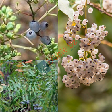 Elderberry Panax / Small Basswood - Polyscias sambucifolia (Native panax) seeds
