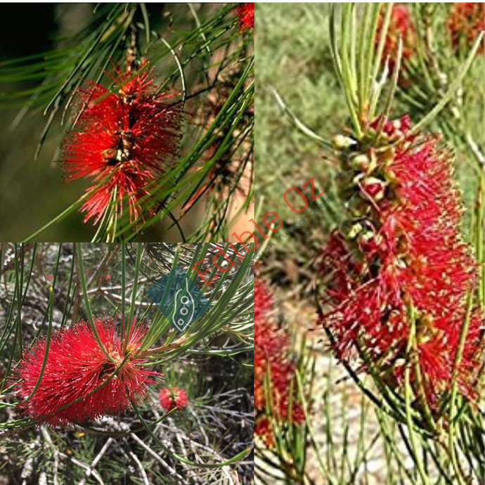 Flinders Ranges Bottlebrush - Callistemon teretifolius (Melaleuca orophila) seeds