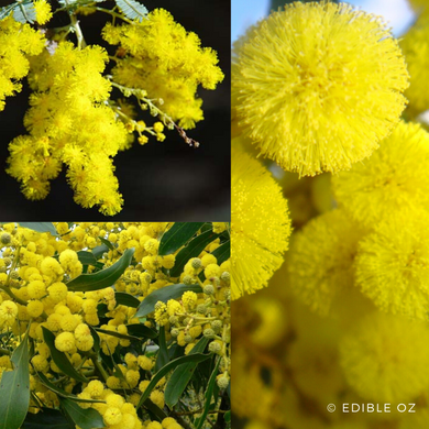 Golden wattle - Acacia pycnantha (Karrank) seeds