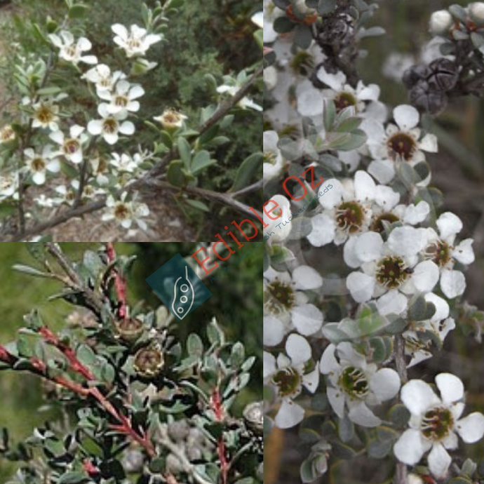 Grey Tea-Tree - Leptospermum myrtifolium (Myrtle tea-tree) seeds