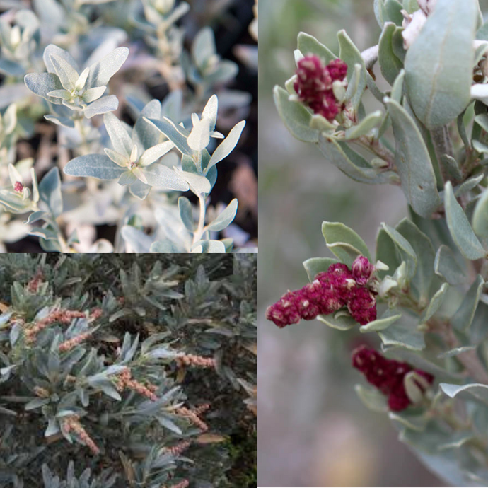 Barilla / Grey Saltbush - Atriplex cinerea (Truganini) seeds