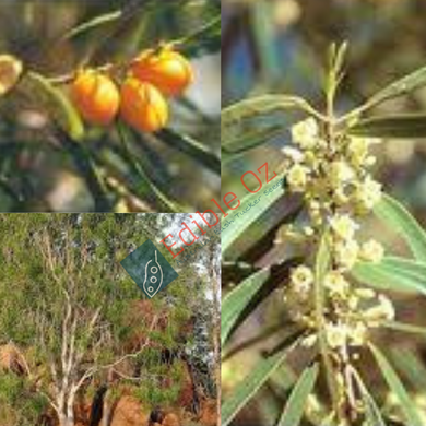 'GUMBI GUMBI' NATIVE APRICOT / WEEPING PITTOSPORUM (Pittosporum angustifolium) Seeds