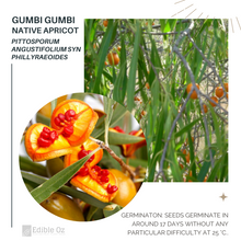 Native Apricot / Weeping Pittosporum - Pittosporum angustifolium (Gumbi gumbi) seeds