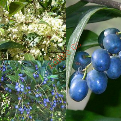 Hard Quandong - Elaeocarpus obovatus (Woolah) seeds