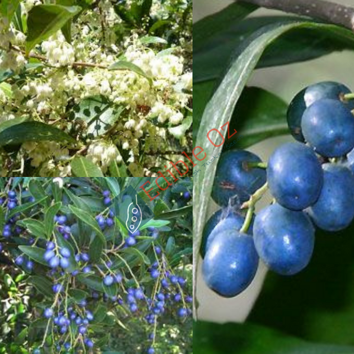 Hard Quandong - Elaeocarpus obovatus (Woolah) seeds