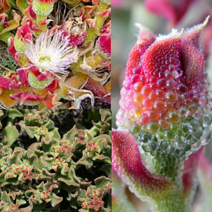 Common Ice Plant - Mesembryanthemum crystallinum (Crystalline ice plant) Seeds