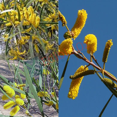Raspberry Jam Wattle - Acacia acuminata (Mangart) seeds