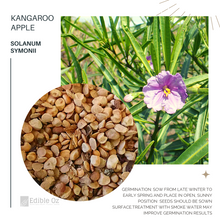 Coastal Kangaroo Apple - Solanum symonii (Coastal nightshade) seeds