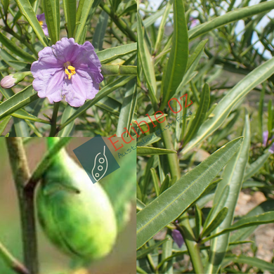 Coastal Kangaroo Apple - Solanum symonii (Coastal nightshade) seeds