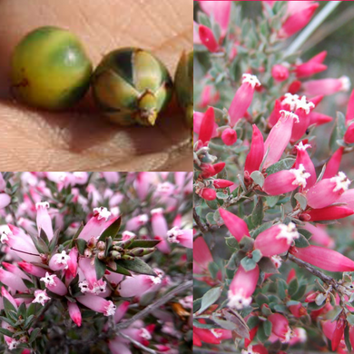 Kick Bush - Astroloma serratifolium (Kondrung) seeds