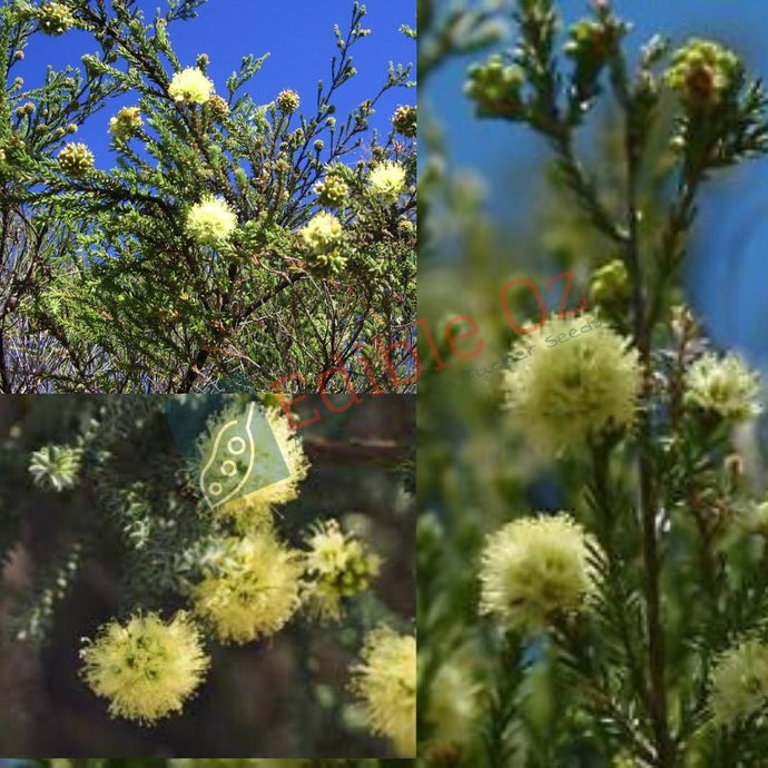 Spearwood / Yellow Kunzea - Kunzea ericifolia (Kitja boorn) seeds