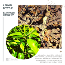 'GIRRI GIRRI' LEMON MYRTLE (Backhousia citriodora) Seeds