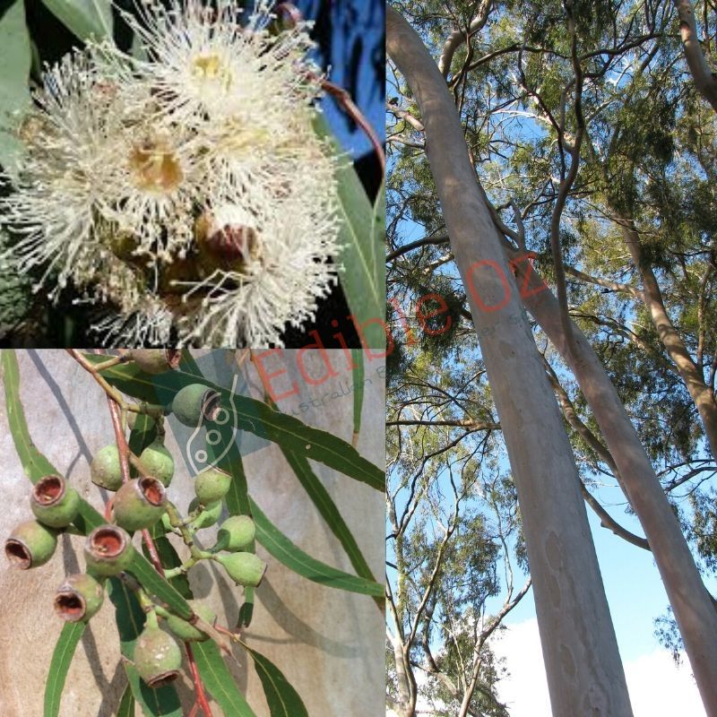 LEMON SCENTED GUM (Corymbia Citriodora) Seeds Edible Oz