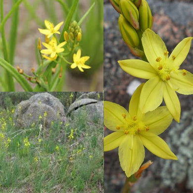 Native Leek / Golden Lily - Bulbine bulbosa (Puewan) seeds